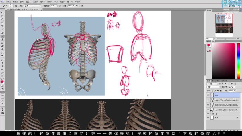轻微课-【小粉菇】人体骨骼肌肉理解篇之动漫人物绘画基础课程 百度网盘(6.20G)